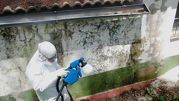 Trusted Mold Remediation service in Knotts Island, NC - Cheap Mold Removal